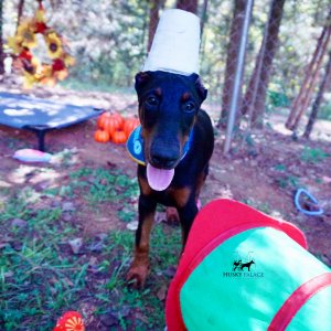 Doberman Pinscher Puppies For Sale