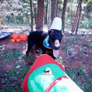 Doberman Pinscher Puppies For Sale