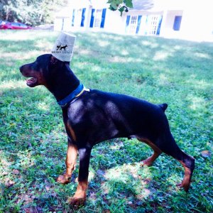 Doberman Pinscher Puppies For Sale