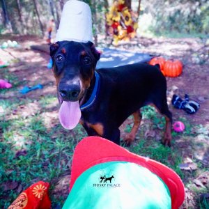 Doberman Pinscher Puppies For Sale