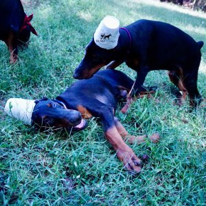 Doberman Pinscher Puppies For Sale