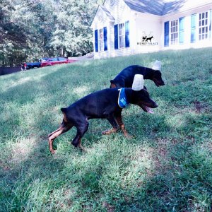 Doberman Pinscher Puppies For Sale
