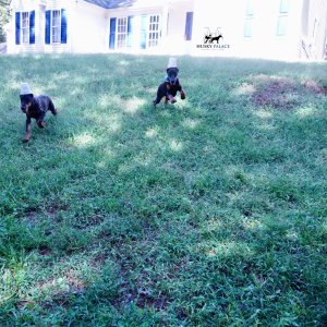 Doberman Pinscher Puppies For Sale