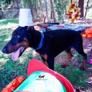 Doberman Pinscher Puppies For Sale