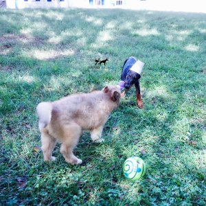 European Doberman Pinscher