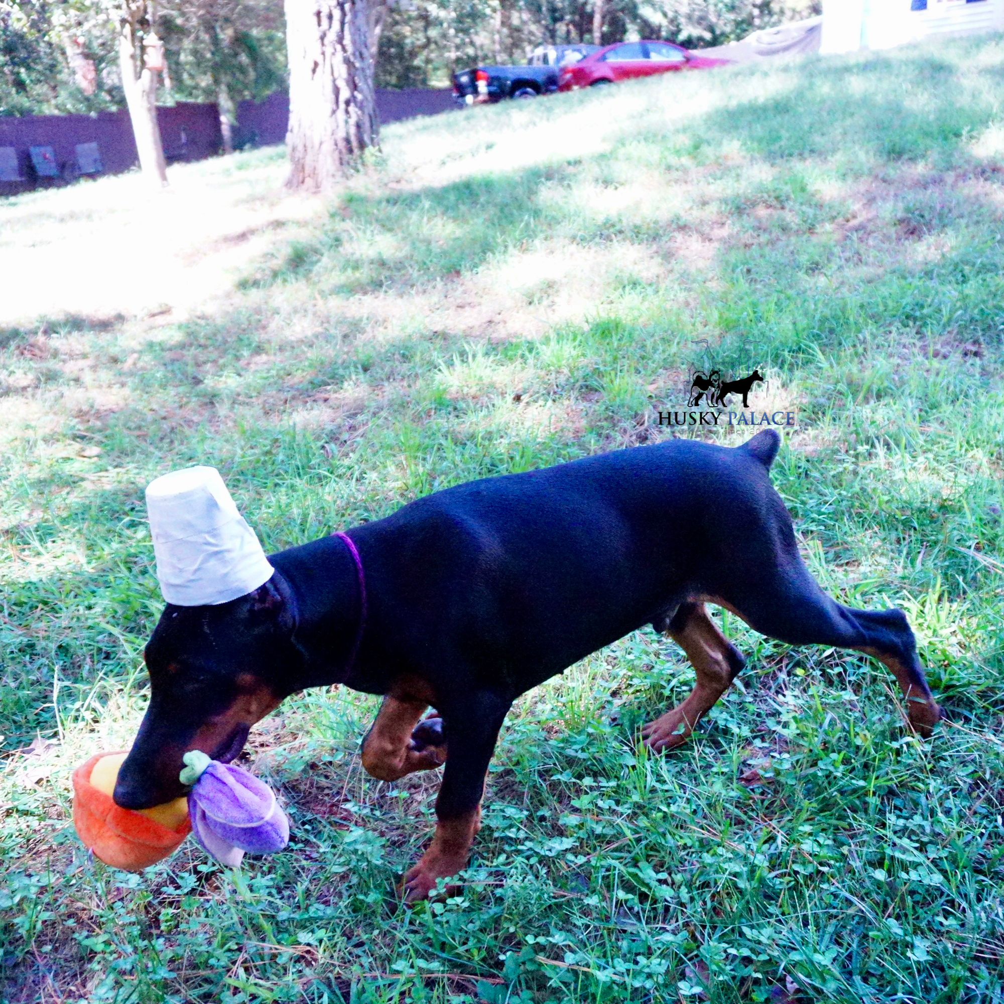 European Doberman Pinscher chattanooga.PNG greeneville European Doberman Pinscher