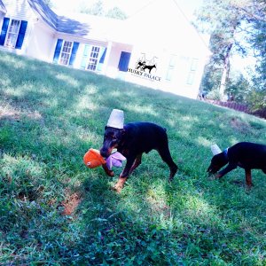 European Doberman Pinscher