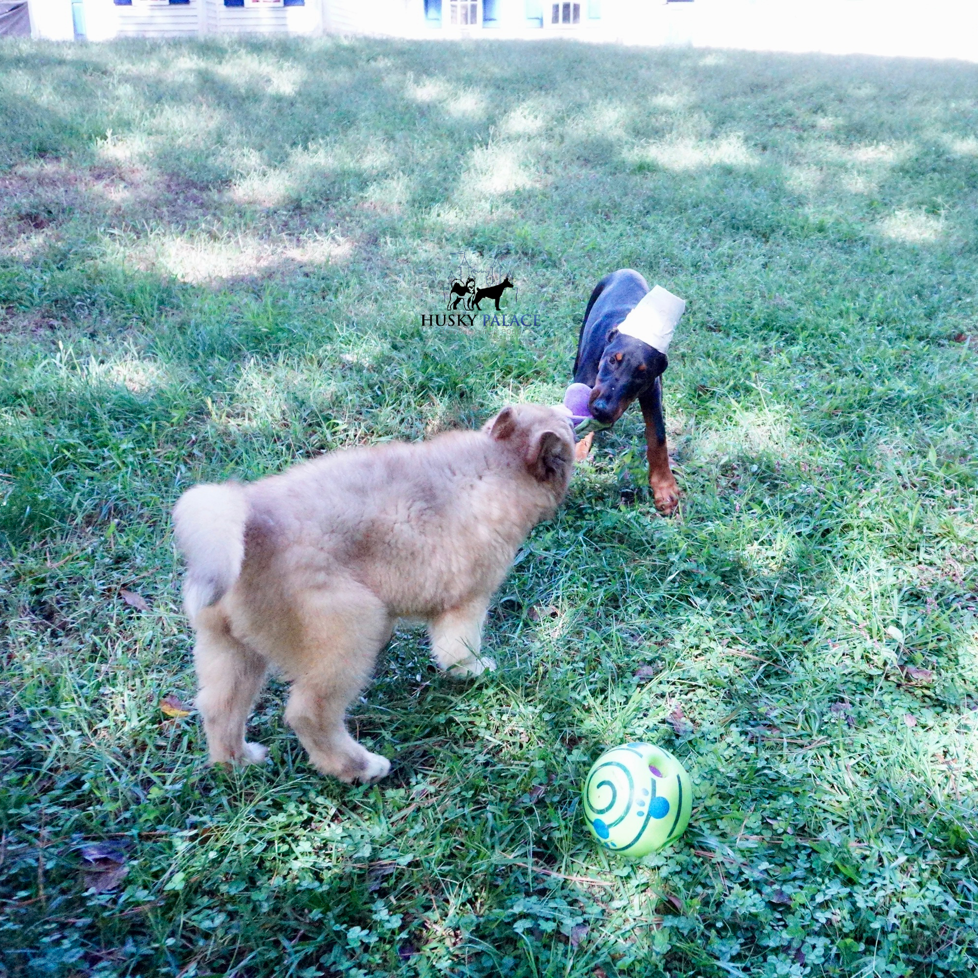 European Doberman Pinscher chattanooga European Doberman Pinscher