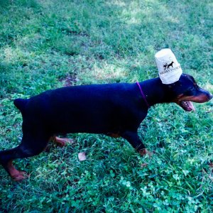 European Doberman Pinscher