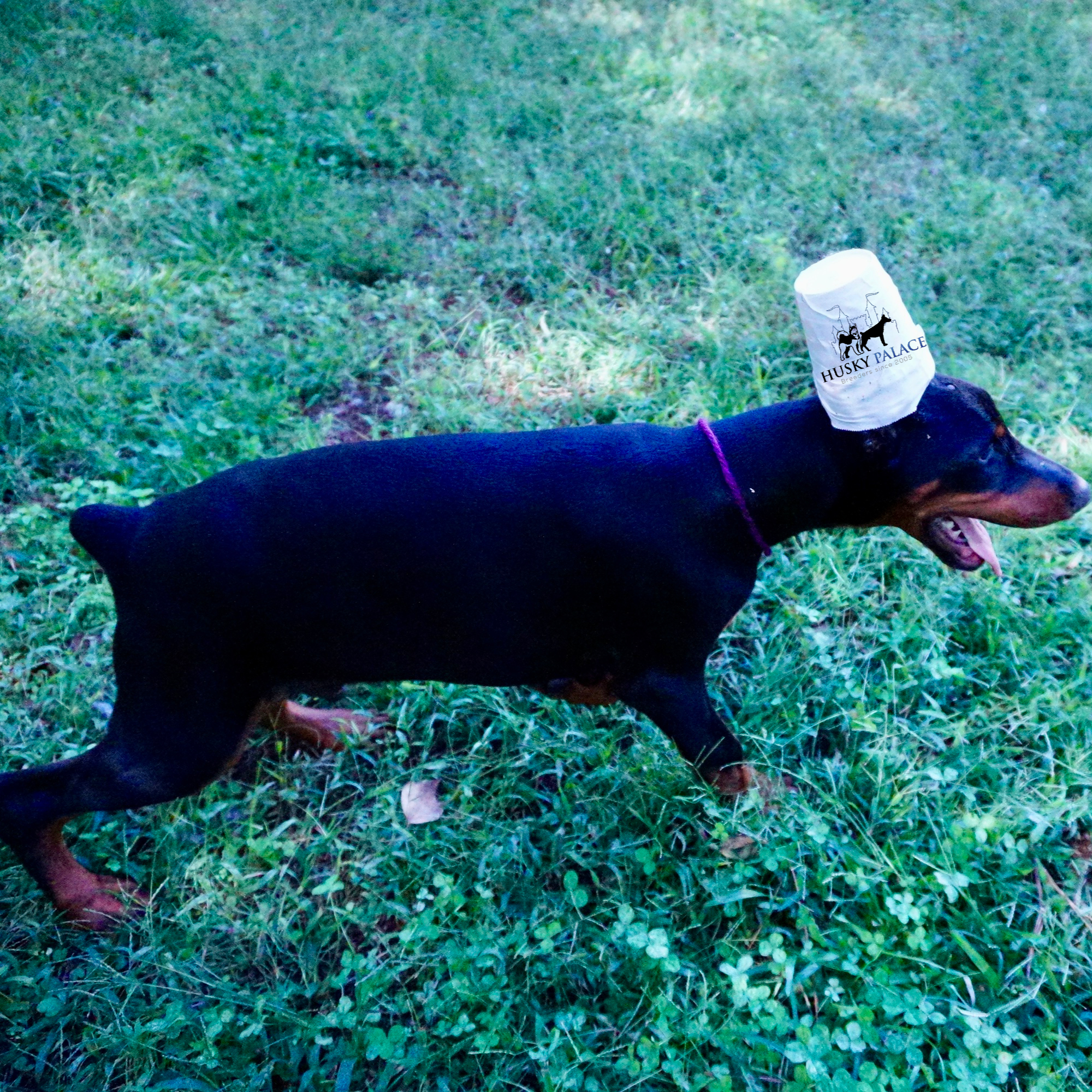 European Doberman Pinscher cosby European Doberman Pinscher