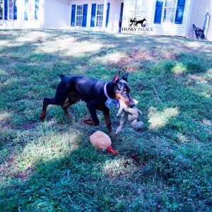 European Doberman Pinscher