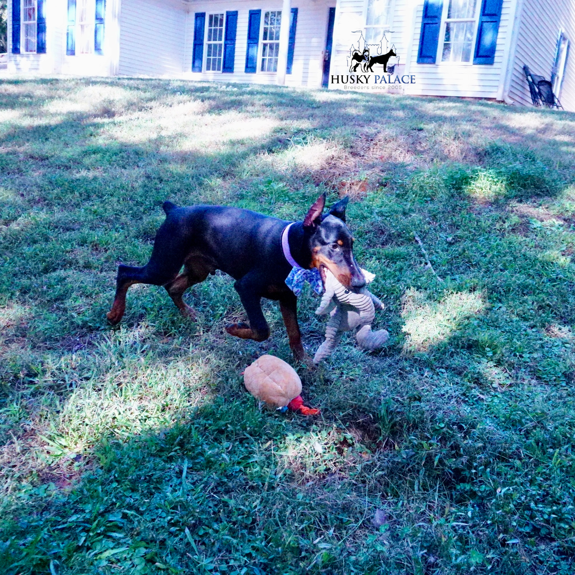 European Doberman Pinscher