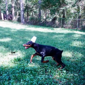 European Doberman Pinscher