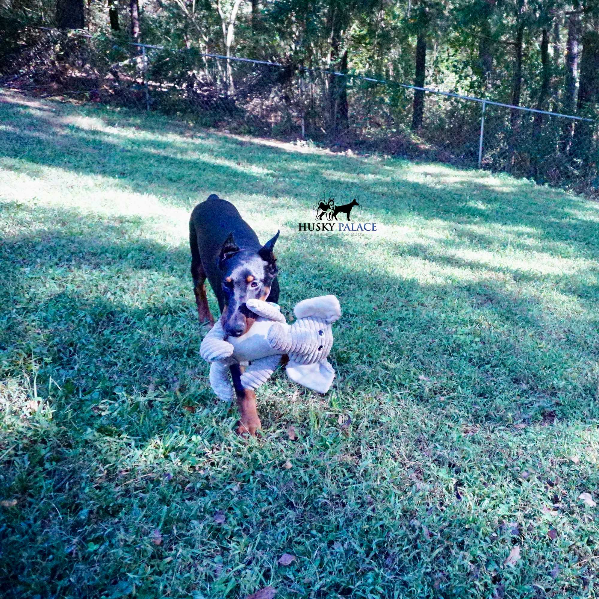 European Doberman Pinscher homestead European Doberman Pinscher