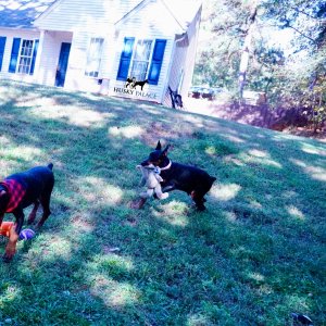 European Doberman Pinscher