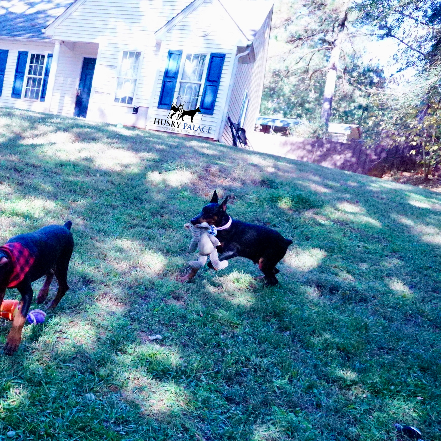 European Doberman Pinscher jacksonville European Doberman Pinscher