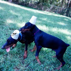 European Doberman Pinscher