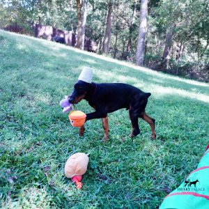 European Doberman Pinscher