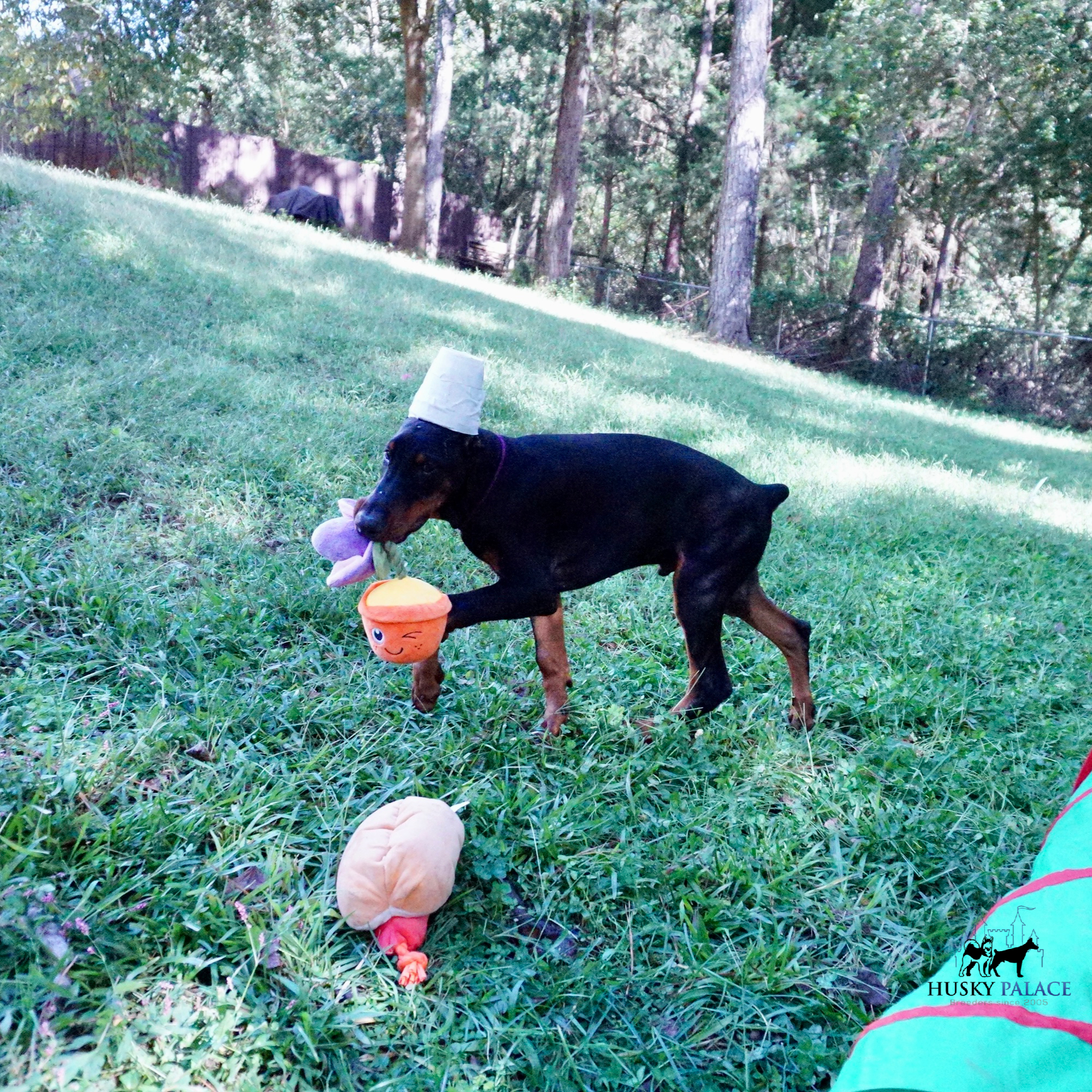 European Doberman Pinscher leslee.PNG European Doberman Pinscher