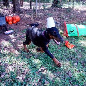 European Doberman Pinscher