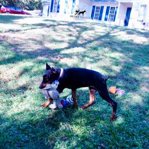 European Doberman Pinscher