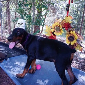 European Doberman Pinscher