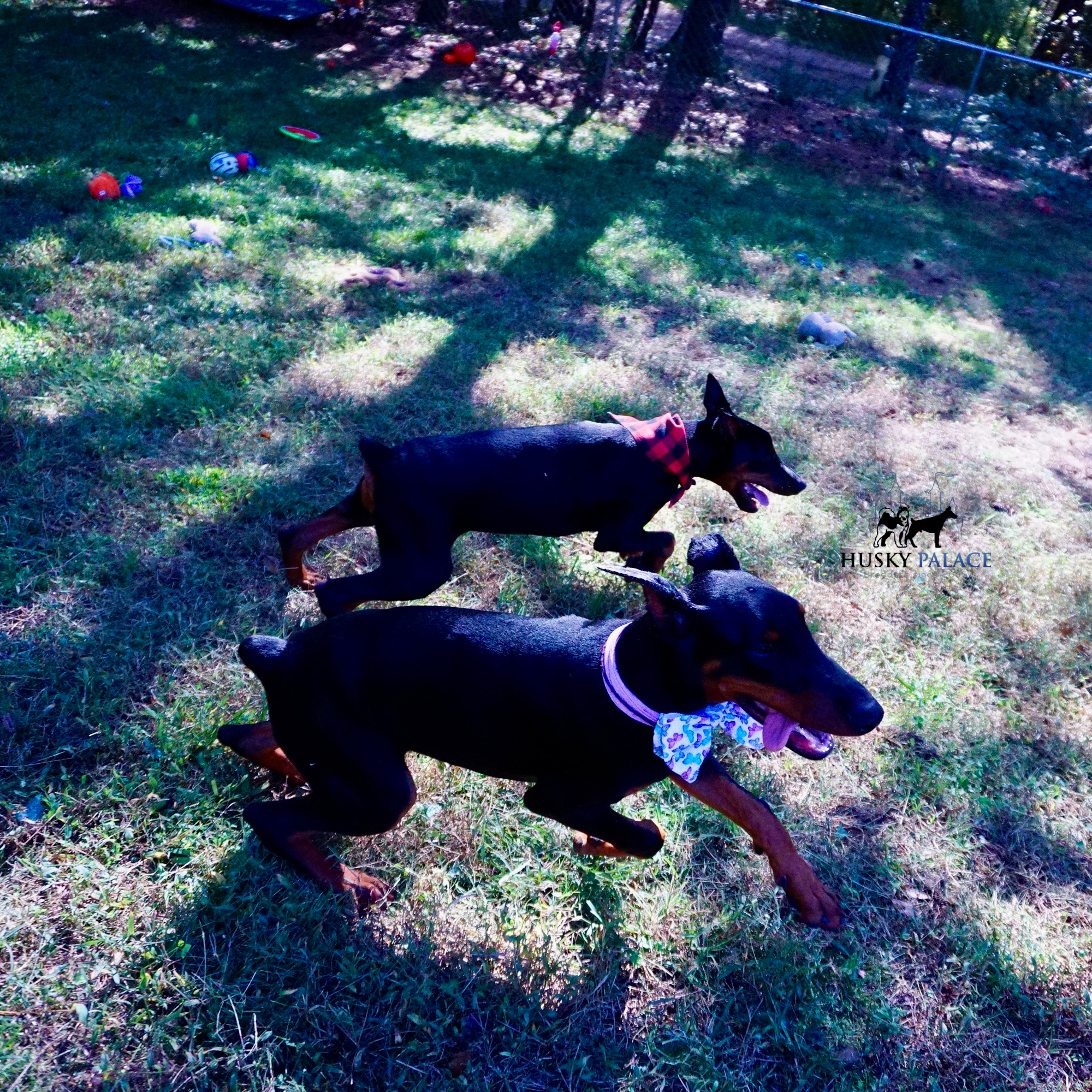 European Doberman Pinscher palm bay European Doberman Pinscher