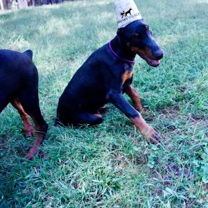 European Doberman Pinscher