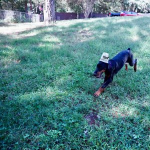 European Doberman Pinscher
