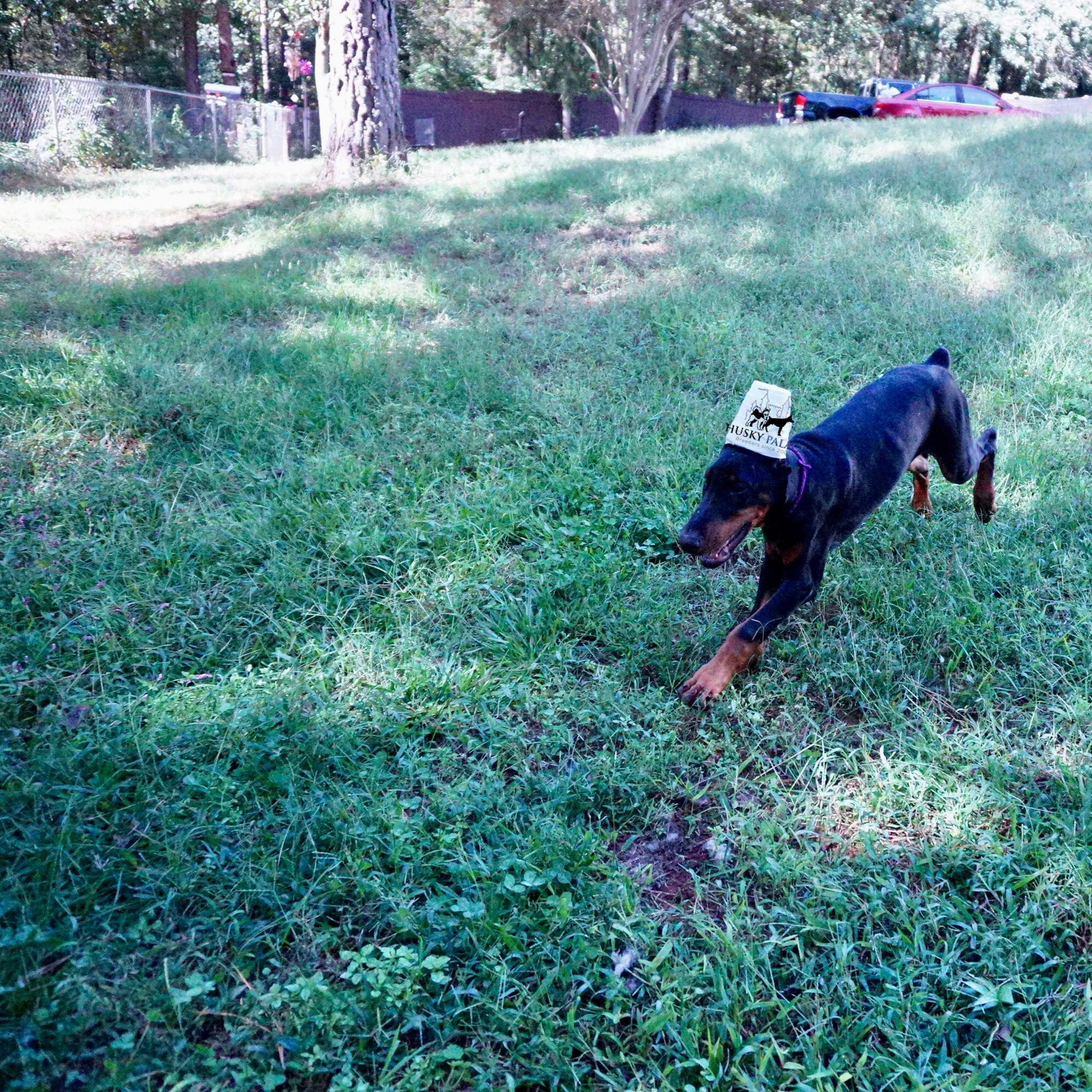 European Doberman Pinscher tennessee European Doberman Pinscher