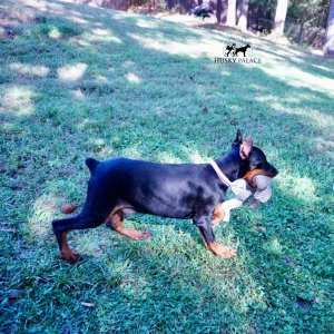 European Doberman Pinscher