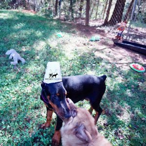 European Doberman Pinscher