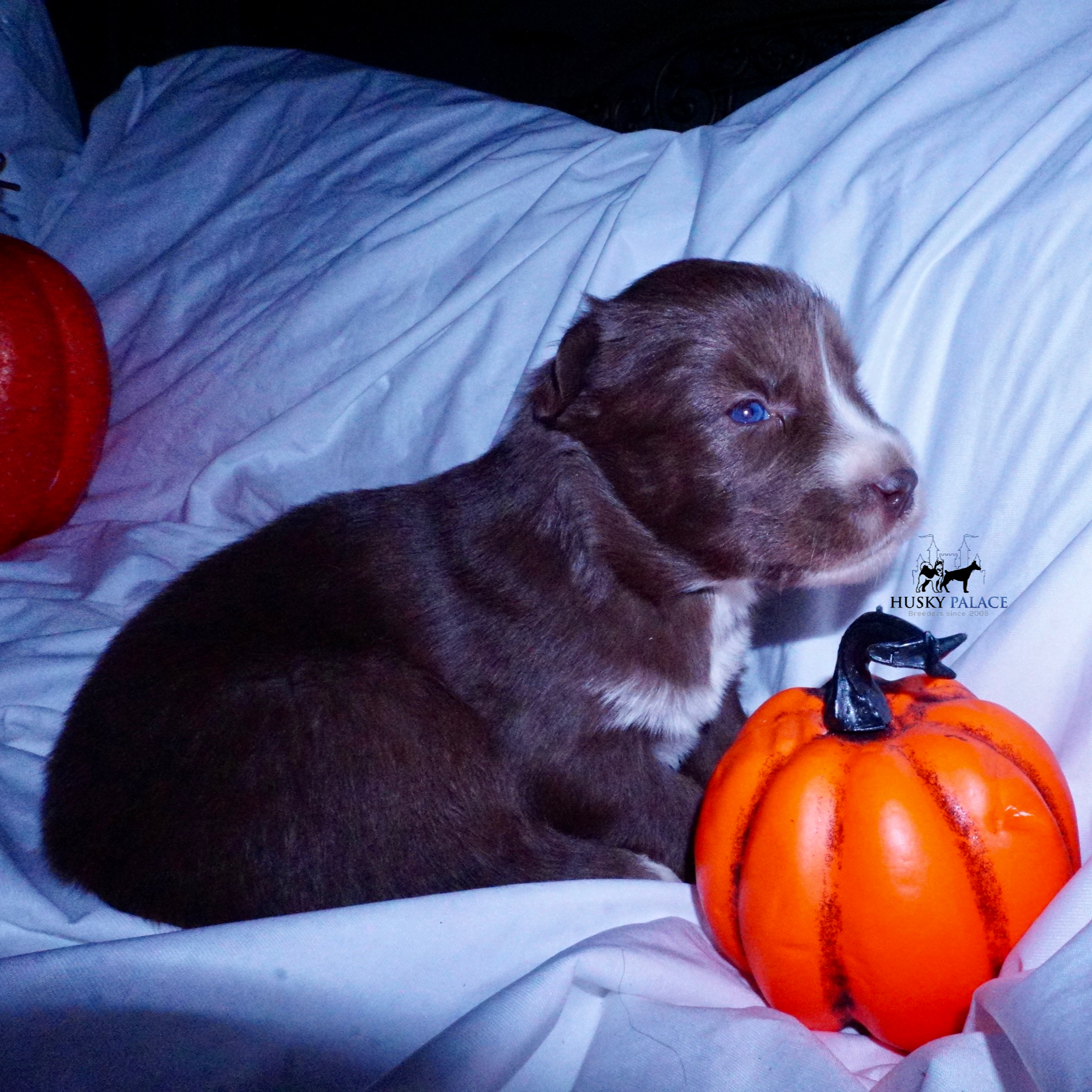 Full Breed Husky anderson