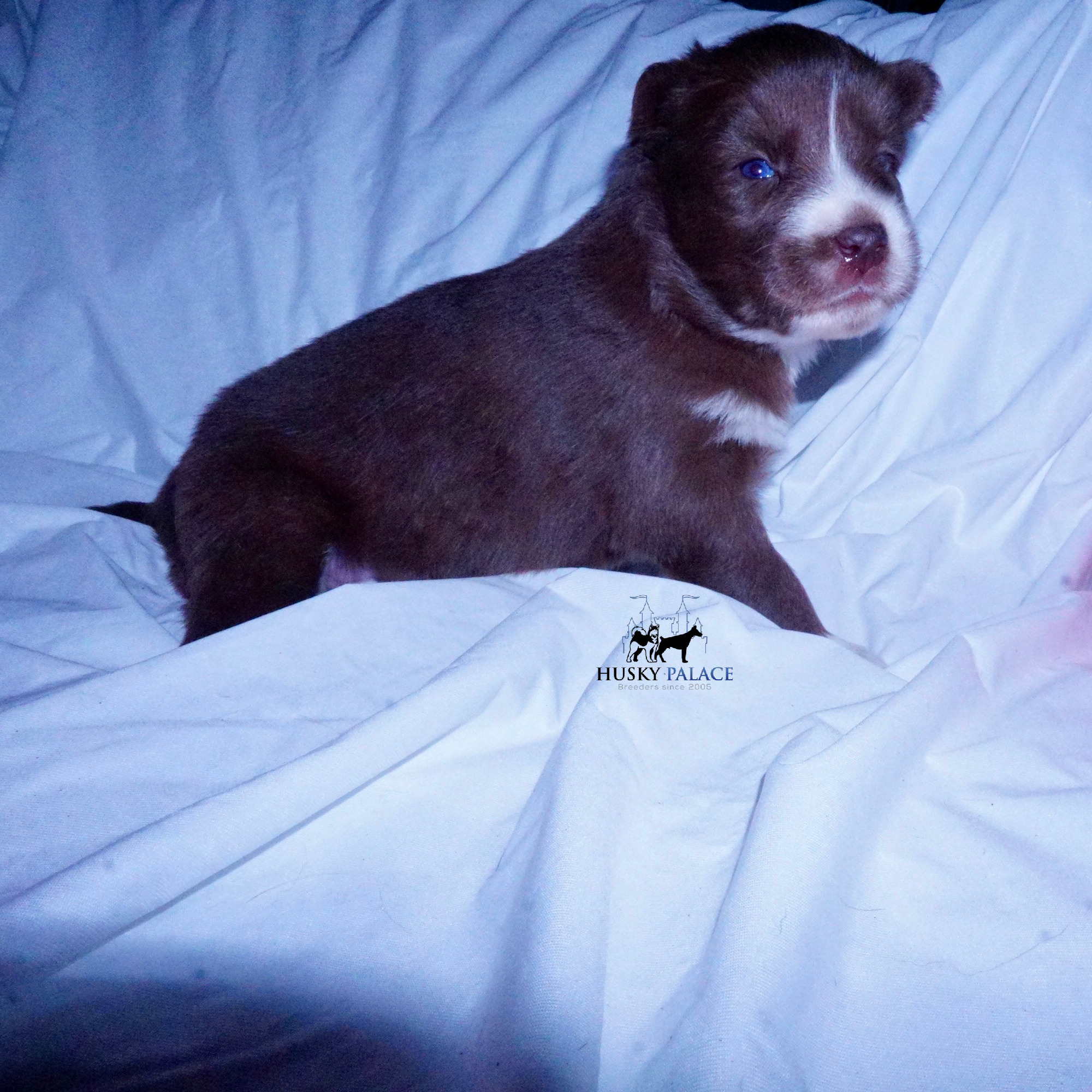 Full Breed Husky boiling springs