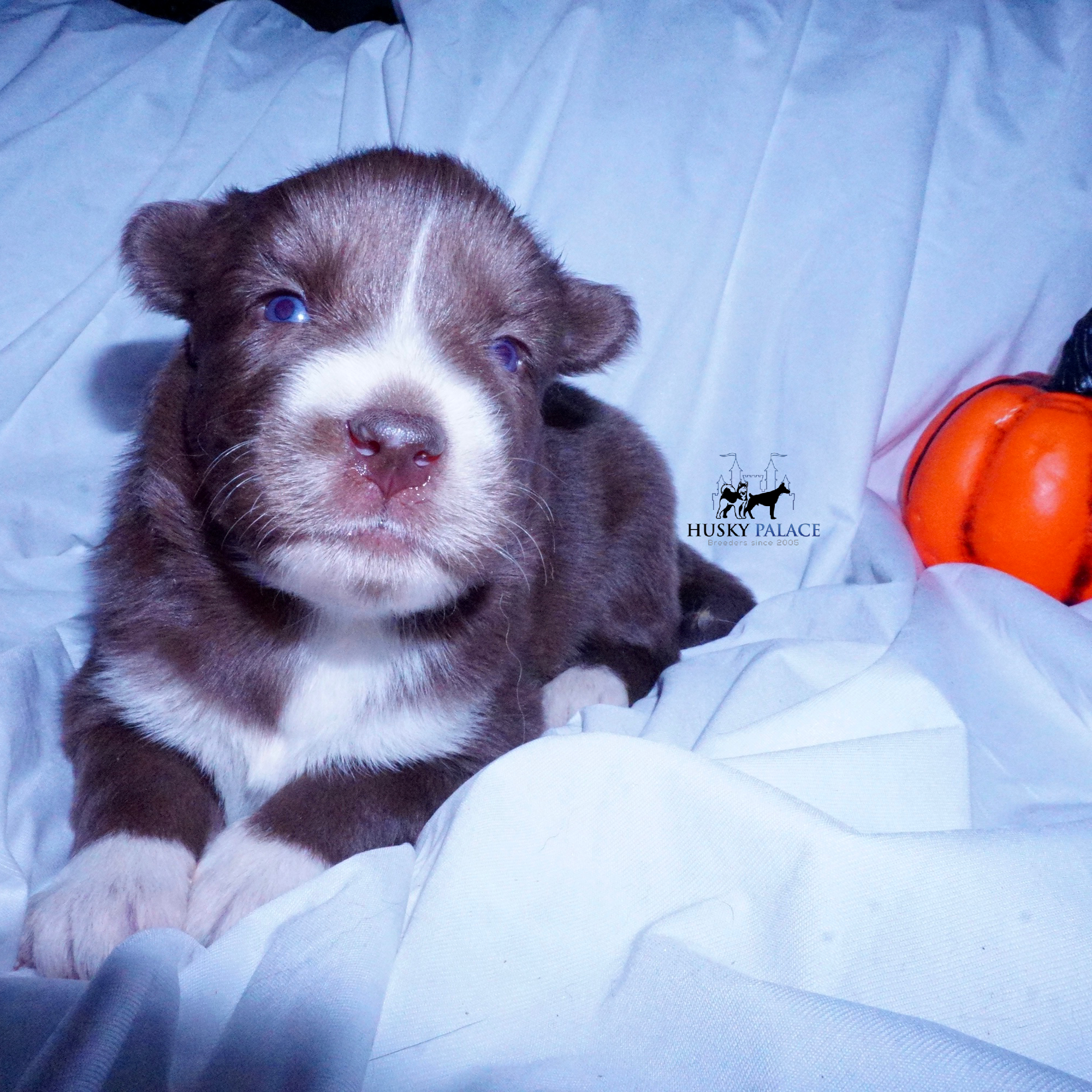 Full Breed Husky caroline