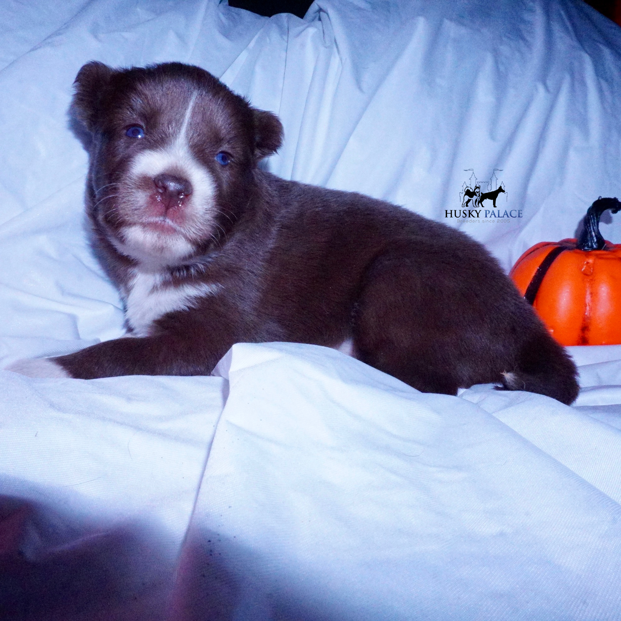 Full Breed Husky greenville