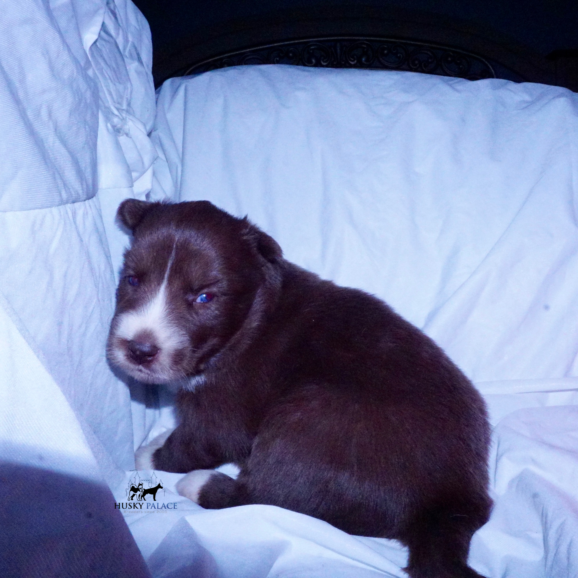 Full Breed Husky greer