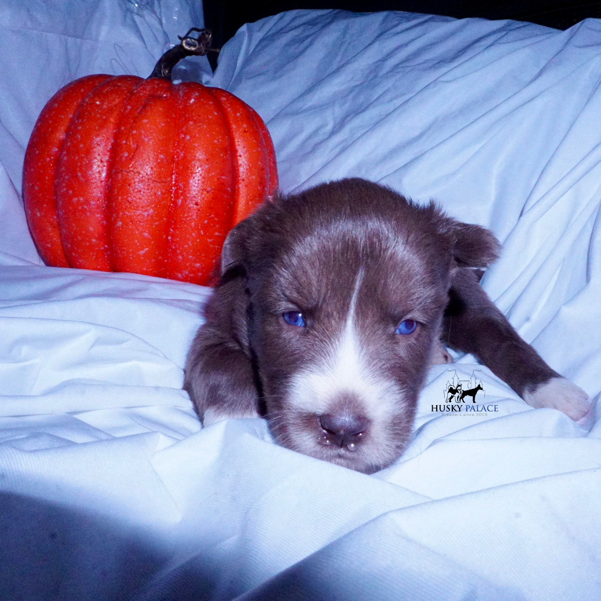 Full Breed Husky seneca