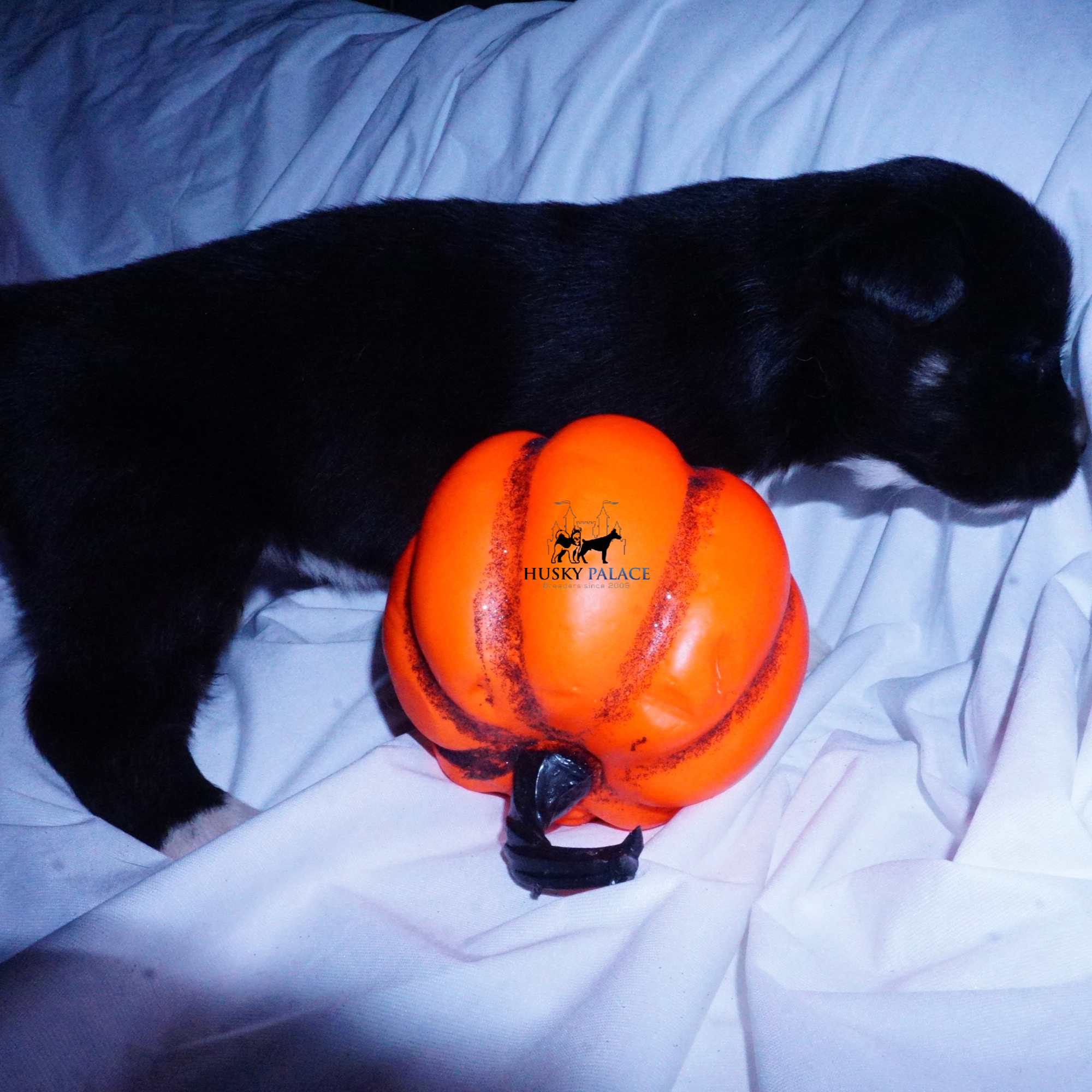 Husky Dog Breeders columbia Husky Dog Breeders