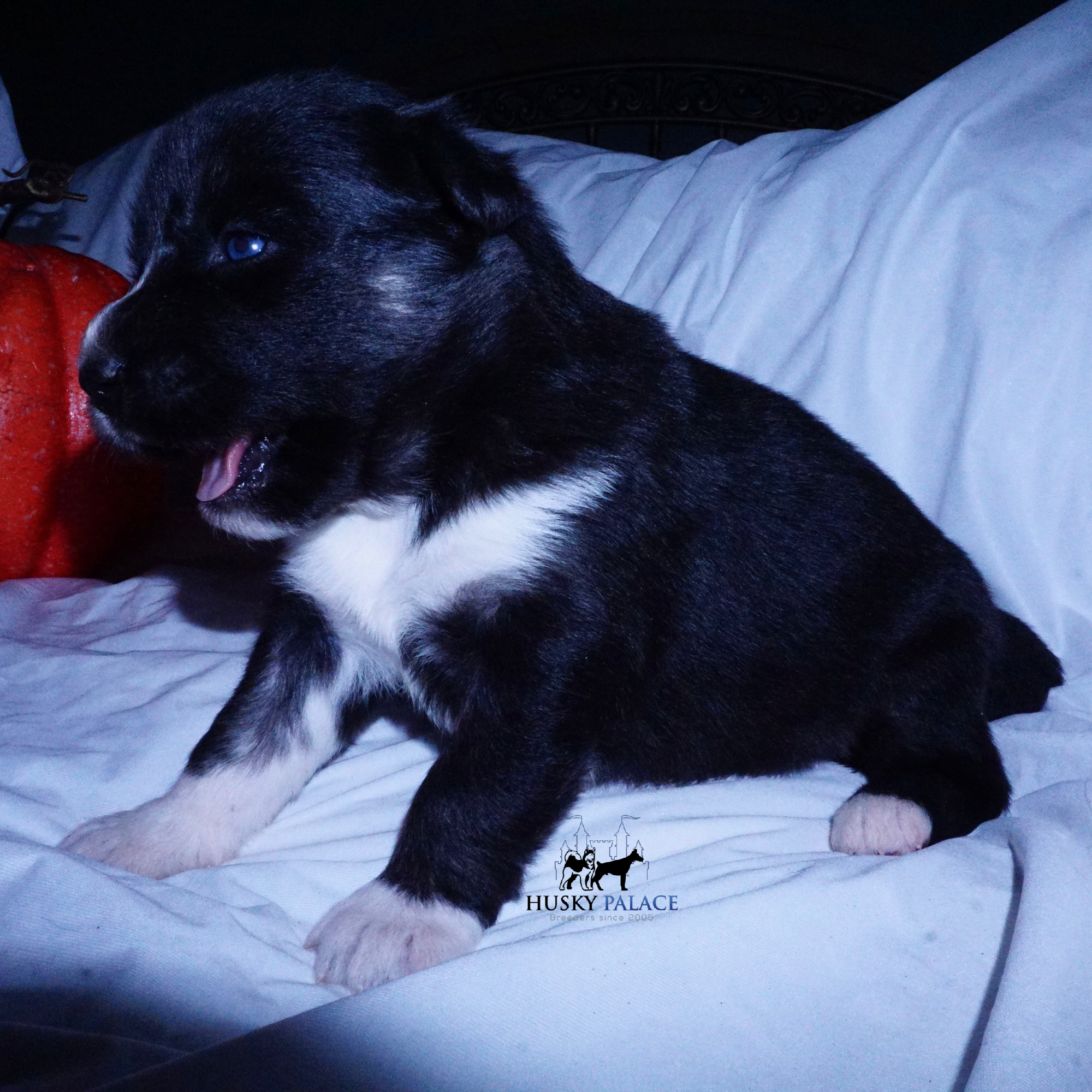 Husky Dog Breeders greer