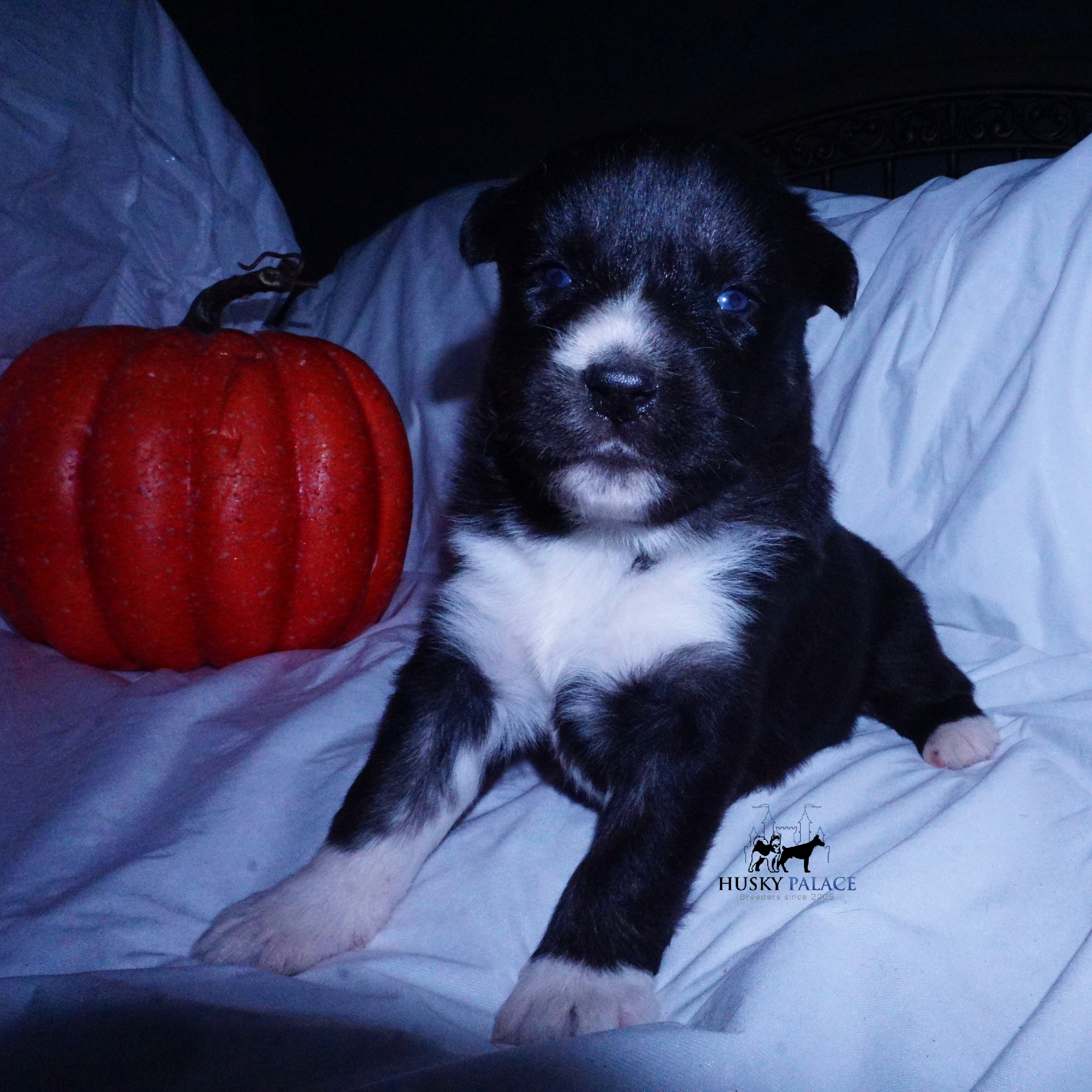 Husky Dog Breeders rock hill