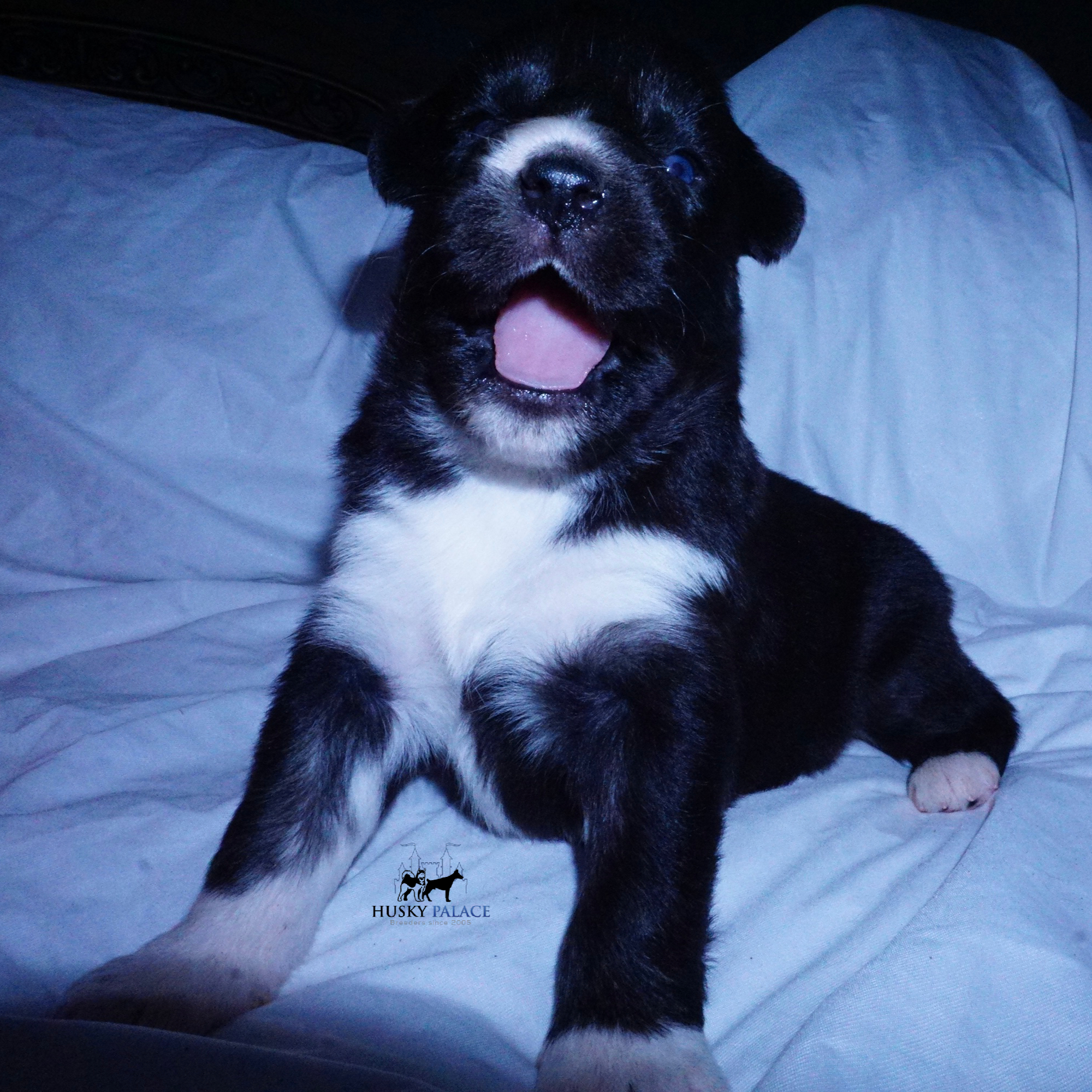 Husky Dog Breeders seneca Husky Dog Breeders