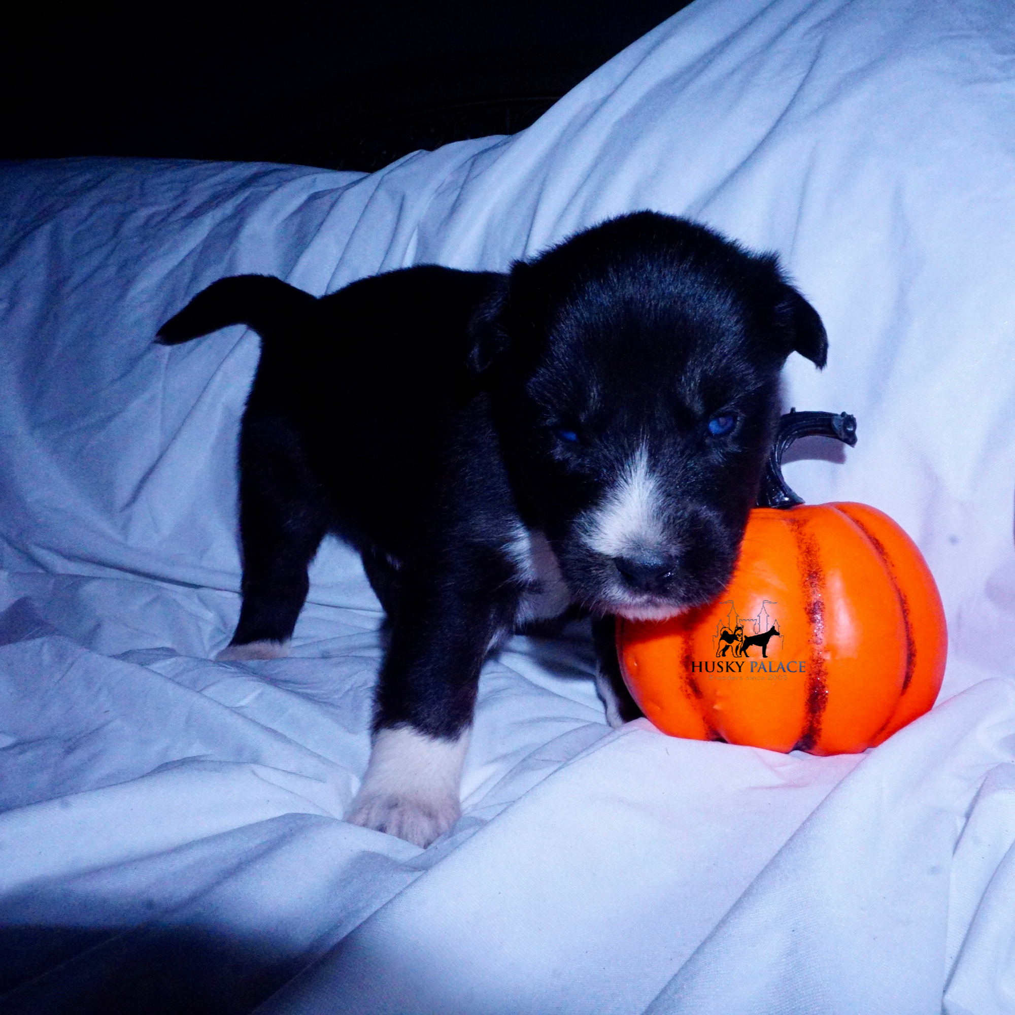 Husky Dog Breeders simpsonville