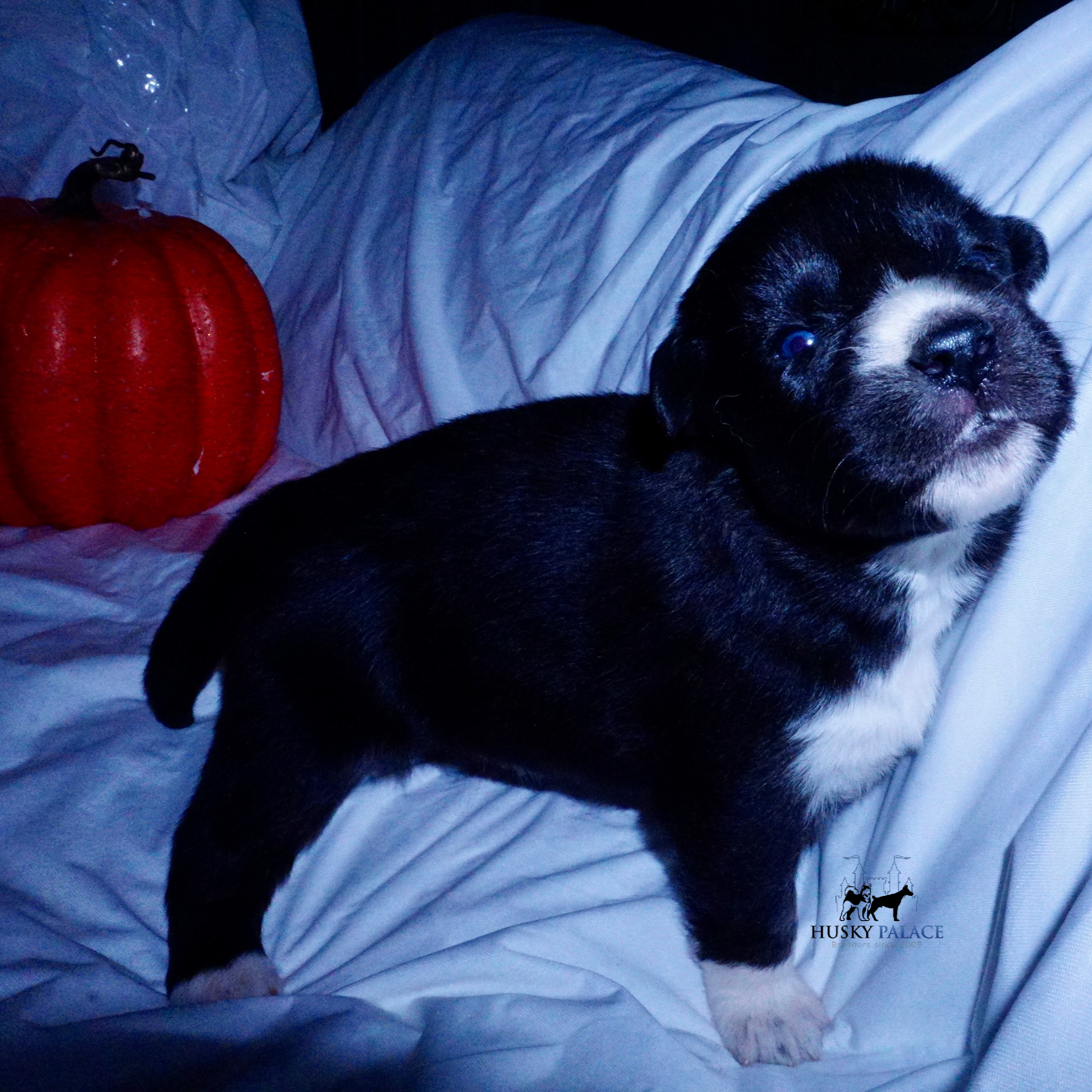 Husky Dog Breeders st. matthew