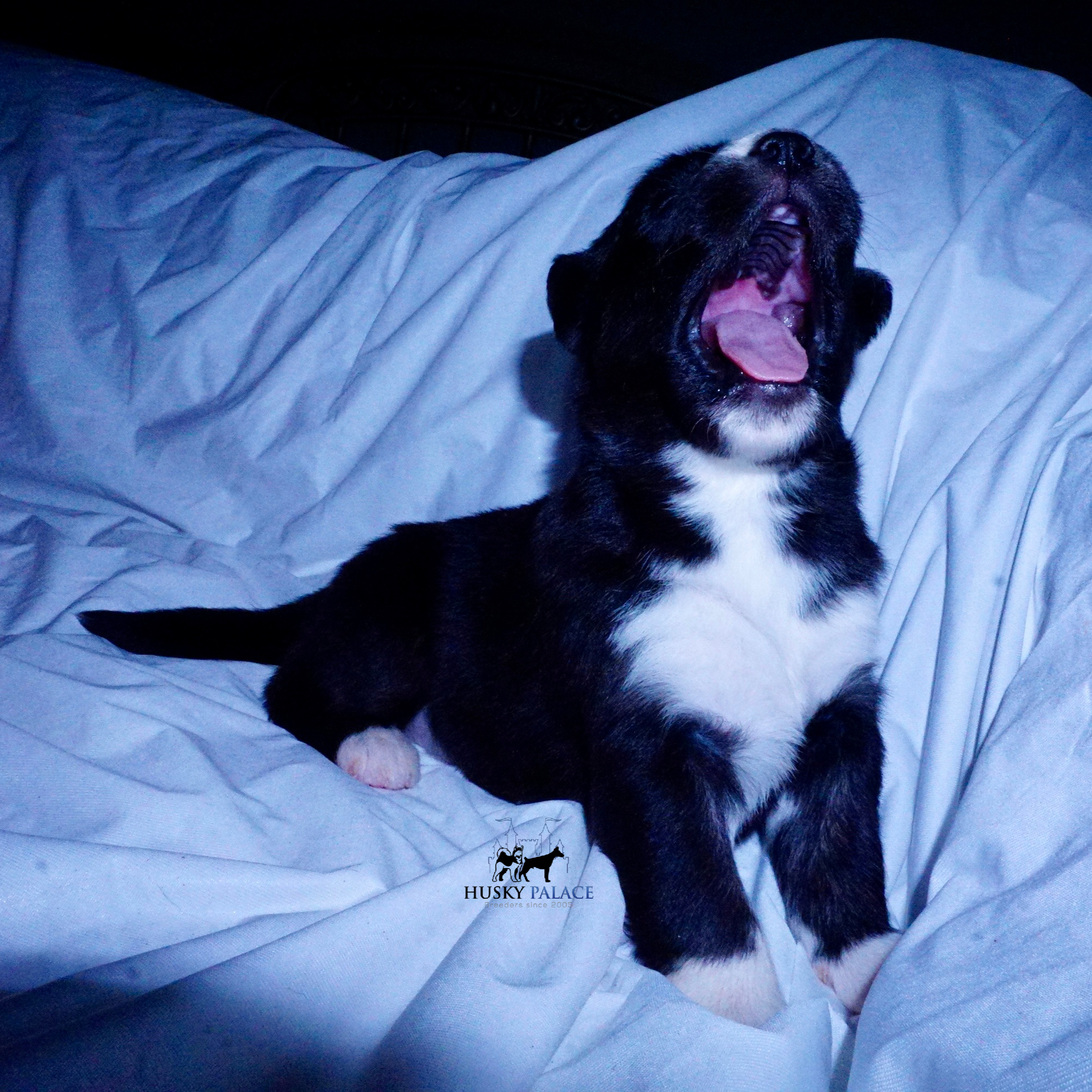 Husky Dog Breeders walhalla Husky Dog Breeders