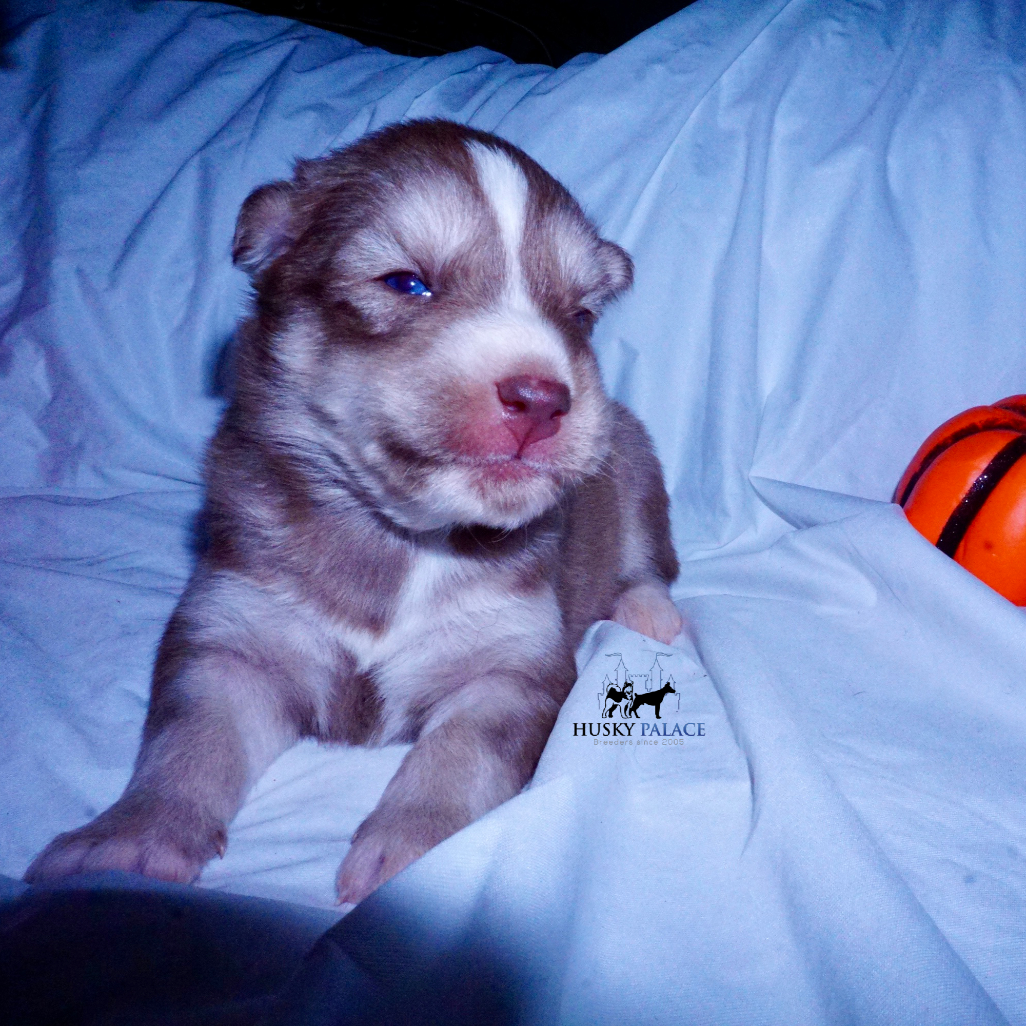 Red Female Husky anderson Red Female Husky