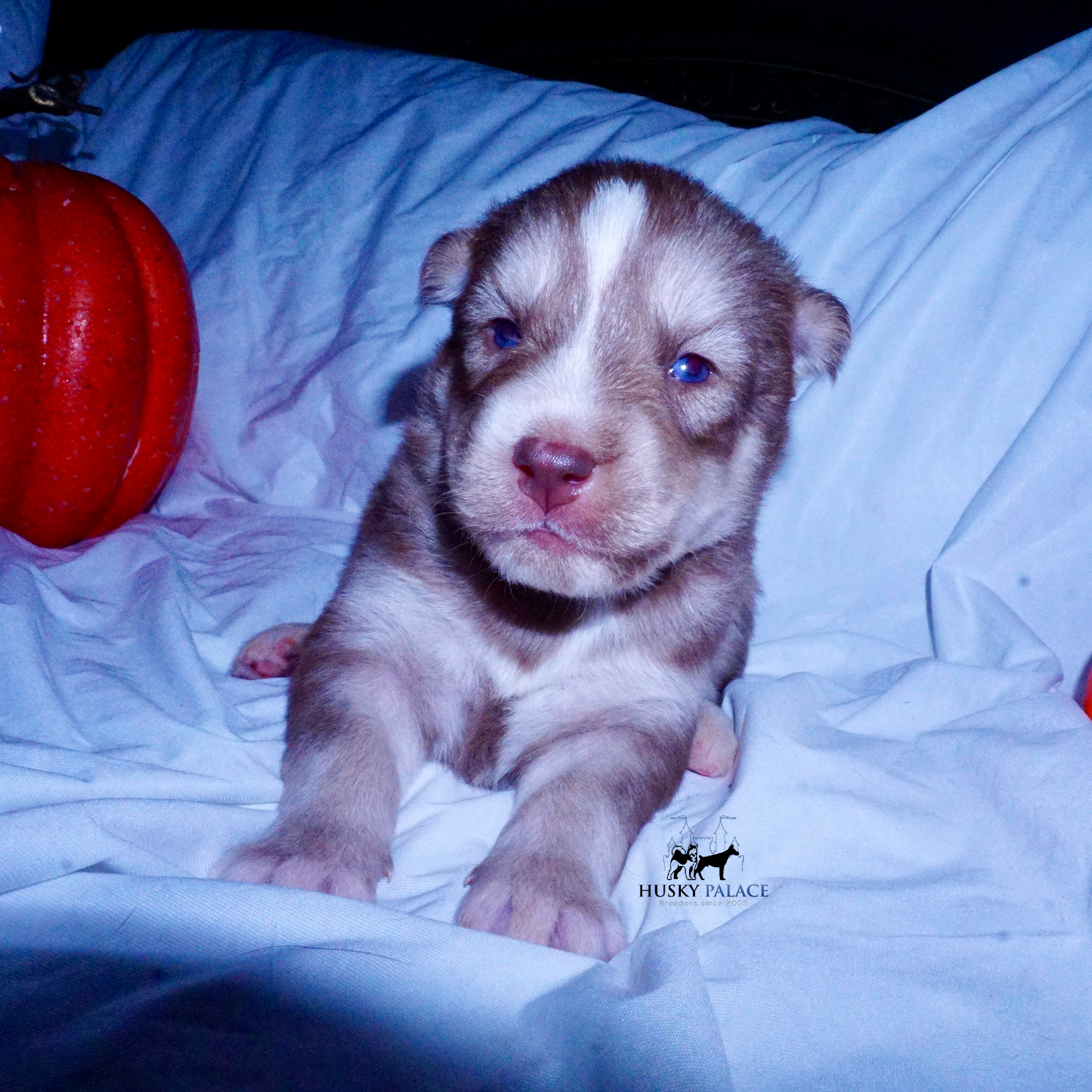 Red Female Husky boiling springs Red Female Husky