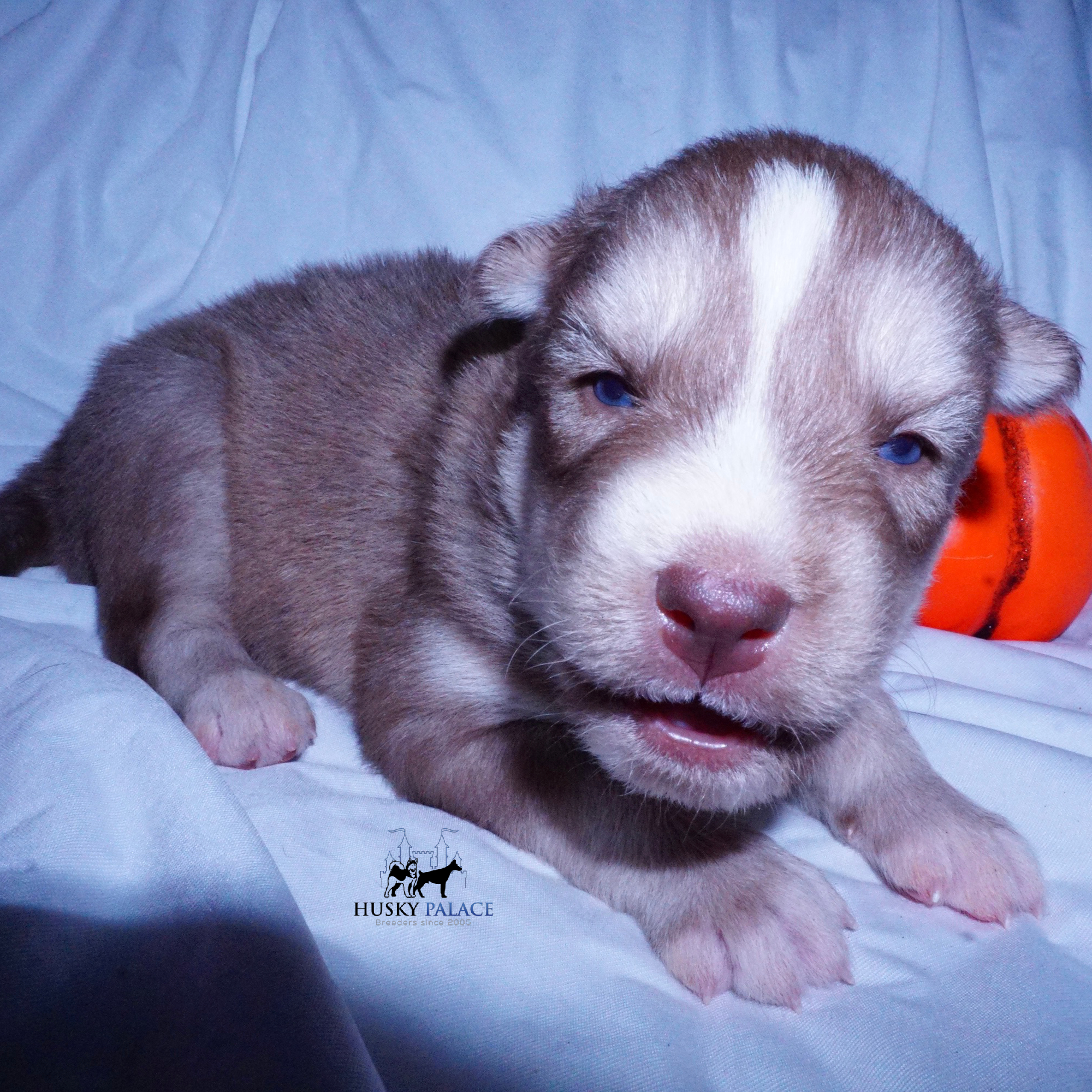 Red Female Husky charleston Red Female Husky