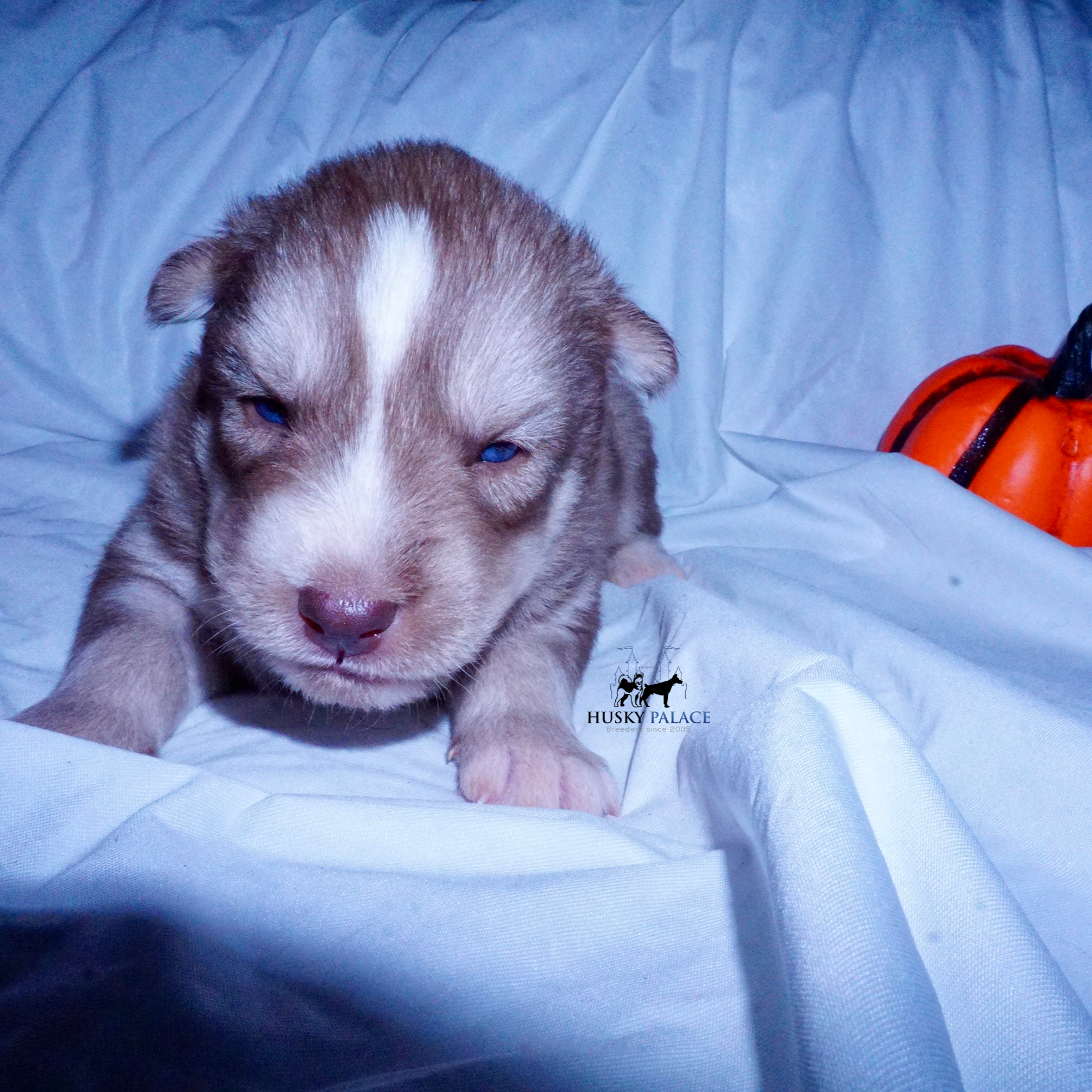 Red Female Husky columbia Red Female Husky