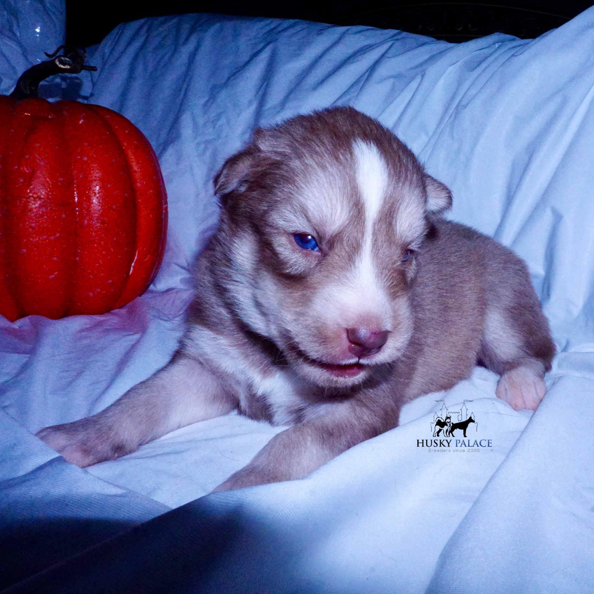 Red Female Husky greenville